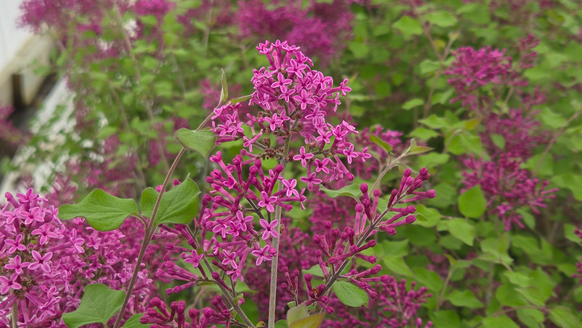 Bloomerang® Dark Purple Lilac (Syringa x 'Bloomerang Dark Purple')