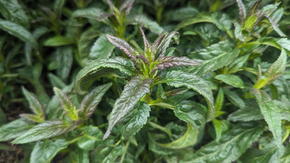 First Love | Speedwell