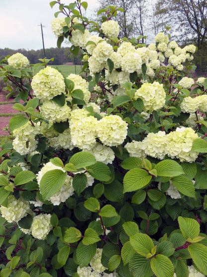 Opening Day | Viburnum