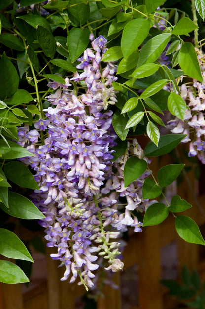 Summer Cascade | Wisteria