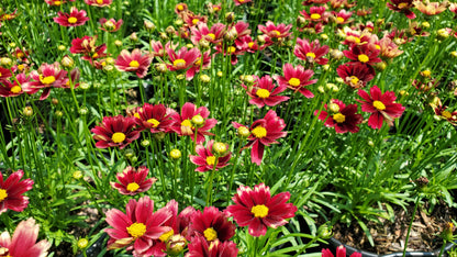 Li'l Bang Red Elf Tickseed (Coreopsis Li'l Bang 'Red Elf')