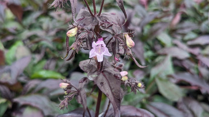 Husker Red Beardtongue - photo 2