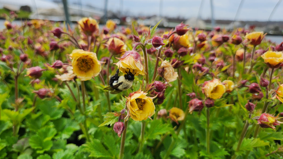 Tempo™ Yellow Geum (Geum tempo™ yellow)