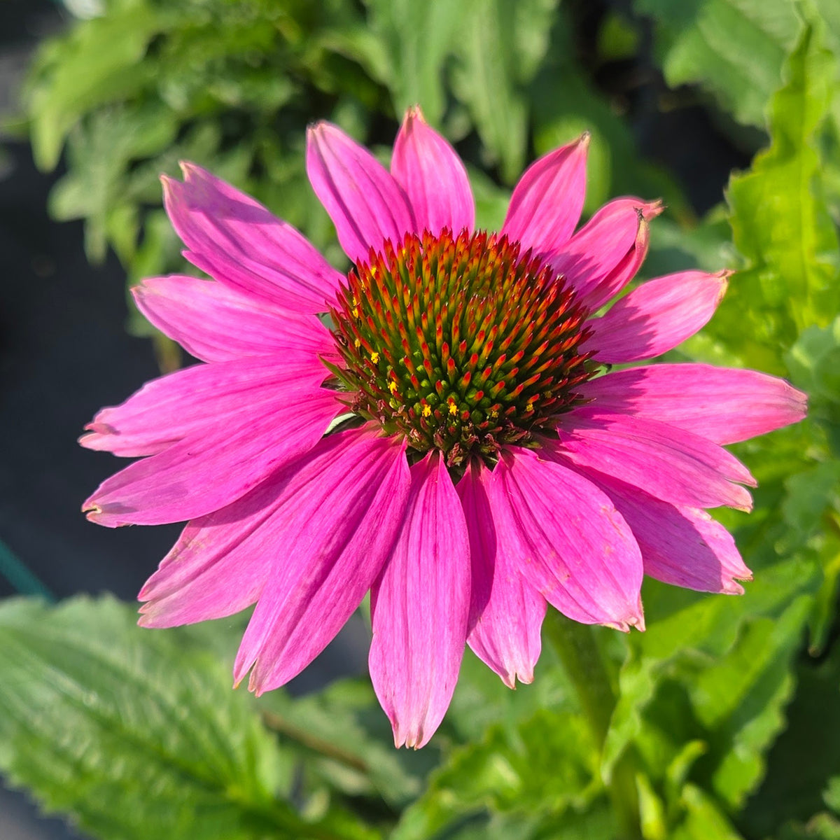 Purple Coneflower (Echinacea purpurea)