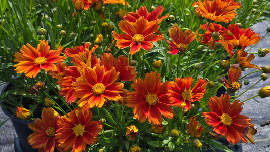 Li'l Bang Darling Clementine Tickseed - photo 2