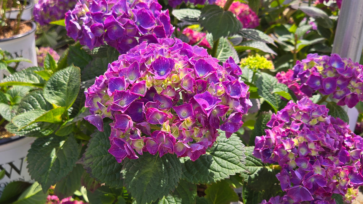 Let's Dance® Big Band Mophead Hydrangea (Hydrangea m l.d. 'Big Band')