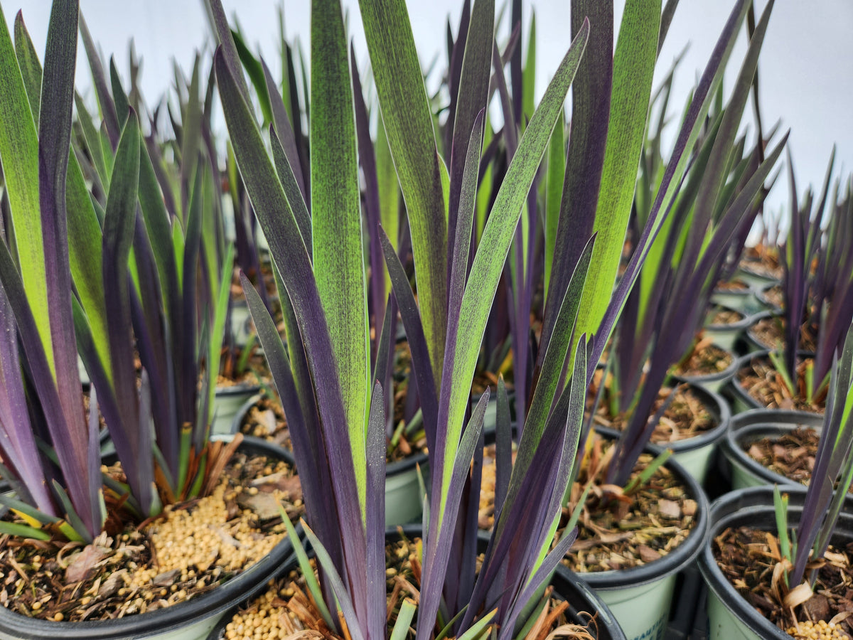 Purple Flame Siberian Iris - photo 2