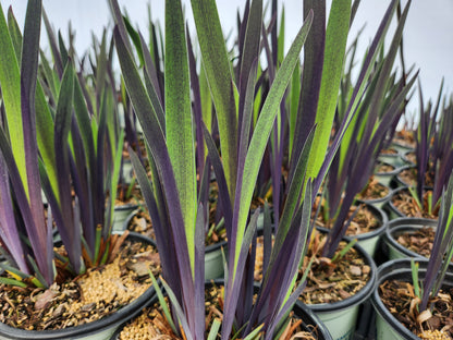 Purple Flame Siberian Iris - photo 2