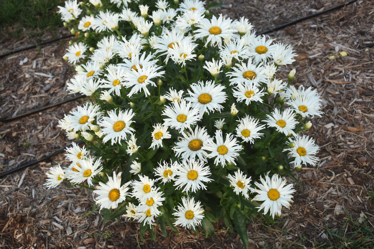Amazing Daisies® Spun Silk | Shasta Daisy