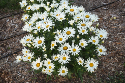Amazing Daisies® Spun Silk | Shasta Daisy