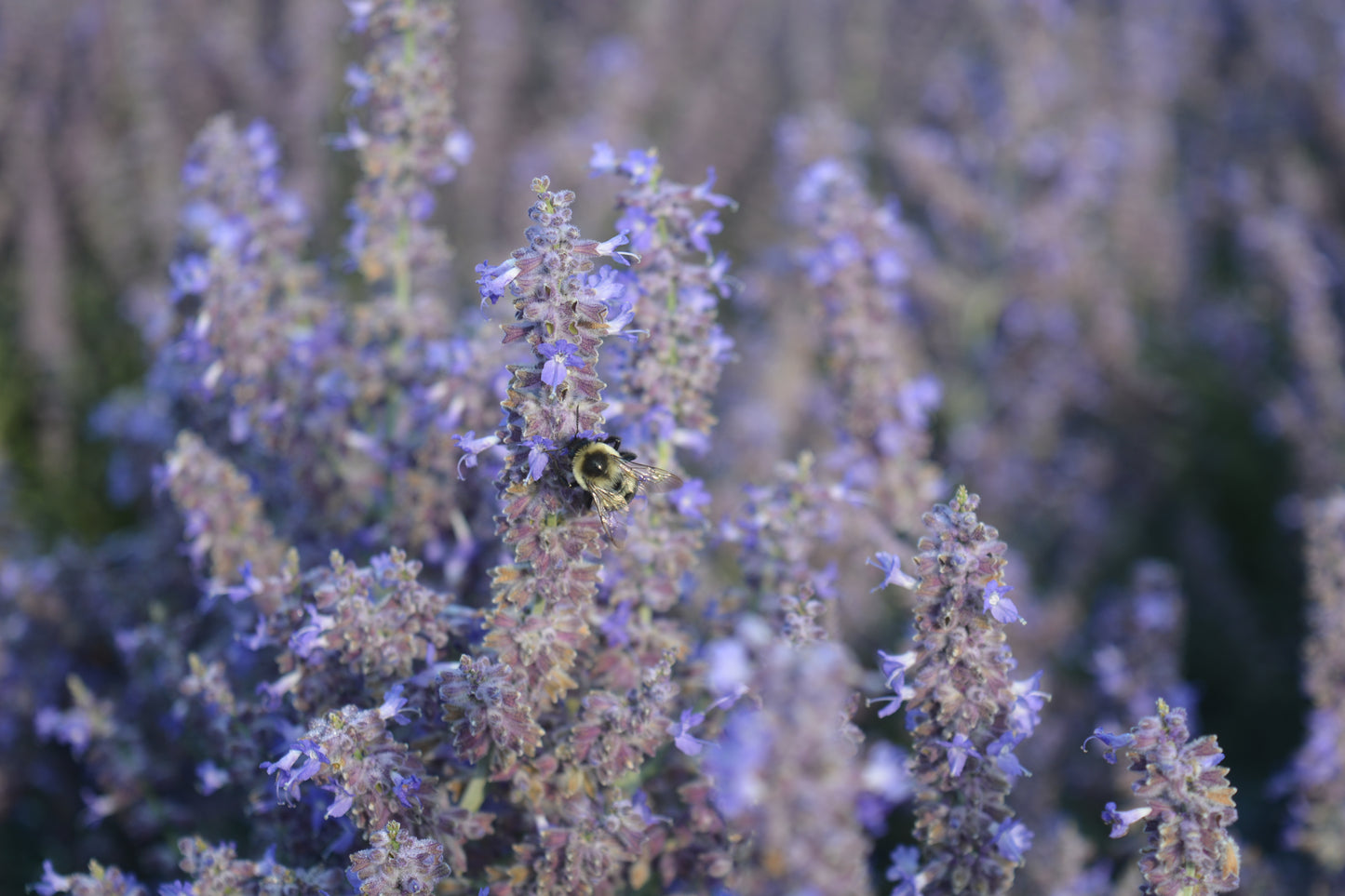 Sage Advice | Russian Sage