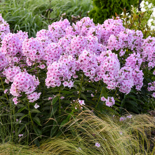 Luminary® Opalescence Tall Garden Phlox (Phlox luminary 'Opalescence')