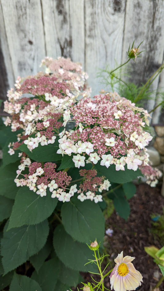 Pinky Pollen Ring™ Smooth Hydrangea (Hydrangea arb. v rad 'Pinky Pollen Ring')