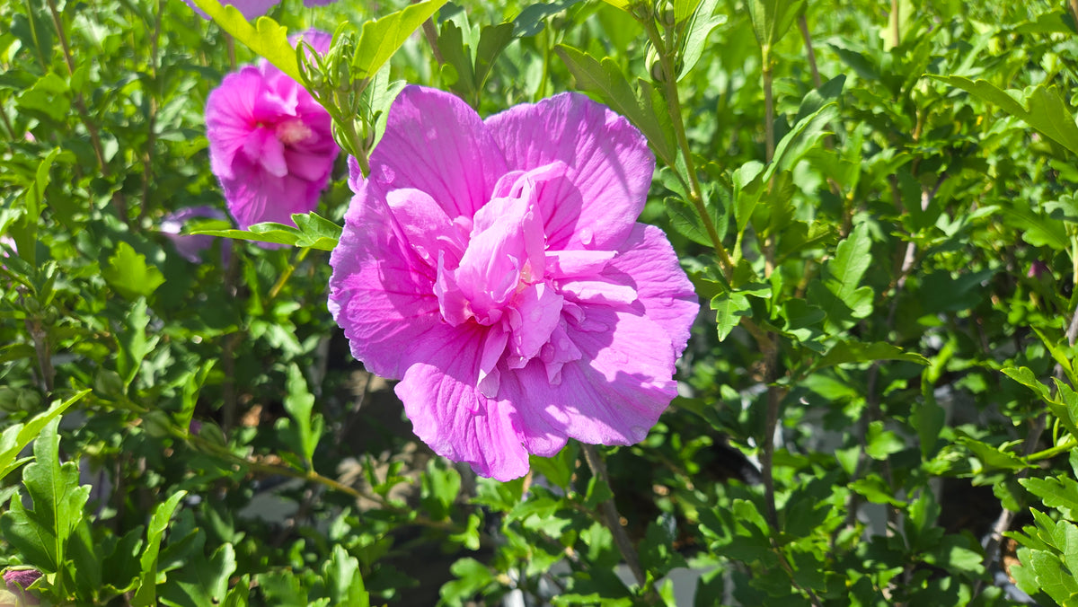 Dark Lavender Chiffon Rose of Sharon (Hibiscus syr. 'Dark Lavender Chiffon')