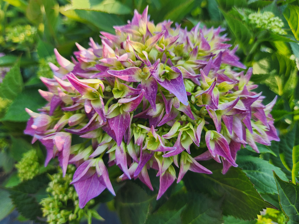 Let's Dance® Arriba Mophead Hydrangea (Hydrangea m.s. l.d. 'Arriba')
