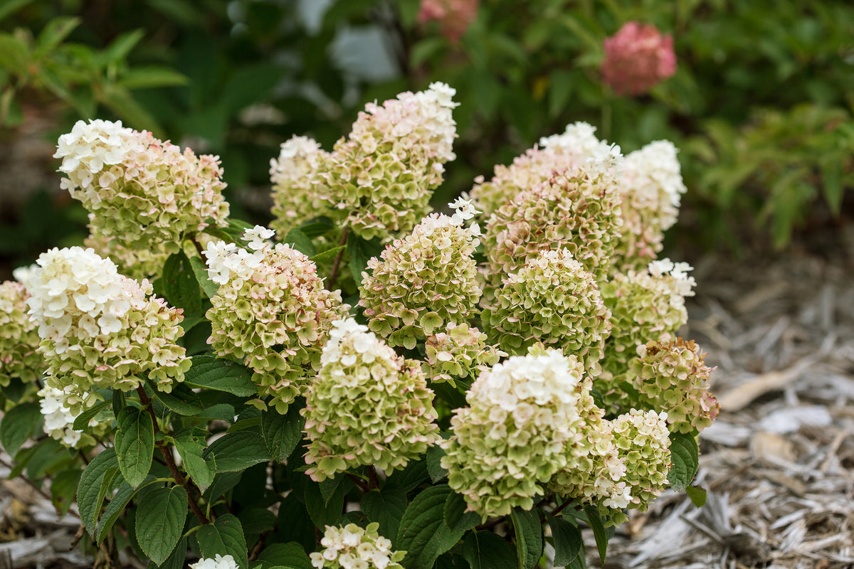 Little Hottie Panicle Hydrangea - photo 2