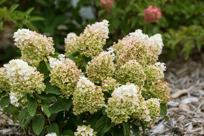 Little Hottie Panicle Hydrangea - photo 2