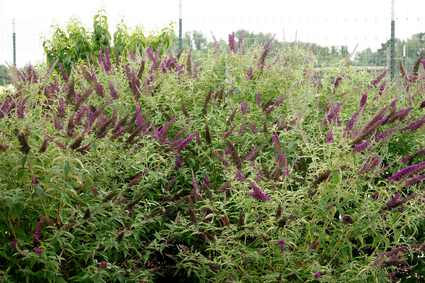 Groovy Grape | Butterfly Bush