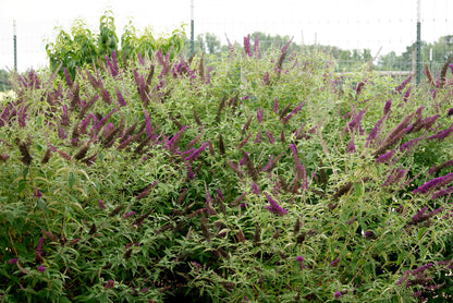 Groovy Grape | Butterfly Bush