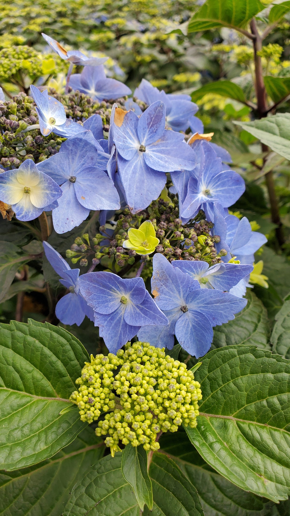 Endless Summer® Pop Star Mophead Hydrangea (Hydrangea m 'E.s.pop Star')