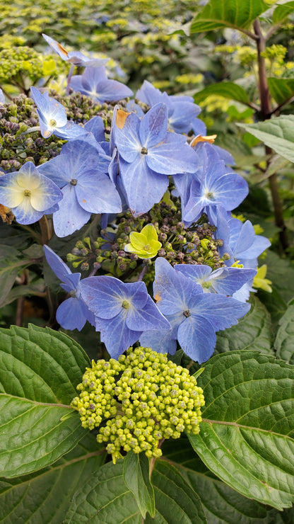 Endless Summer® Pop Star Mophead Hydrangea (Hydrangea m 'E.s.pop Star')