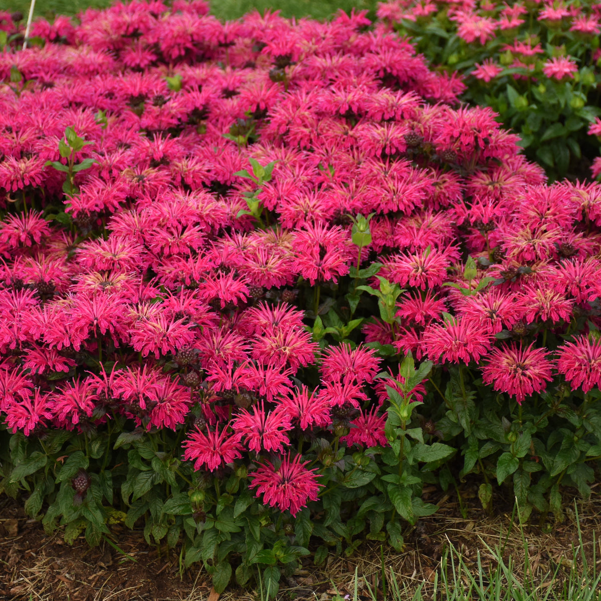 Leading Lady Razzberry Bee Balm (Monarda 'Leading Lady Razzberry')