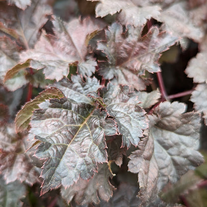 Dark Side of the Moon | Astilbe