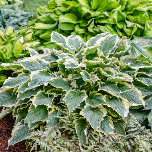 Shadowland® Hope Springs Eternal Hosta (Hosta shadowland 'Hope Springs Eternal')