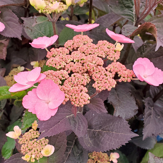 Pink Dynamo Hydrangea (Hydrangea m.s. 'Pink Dynamo')