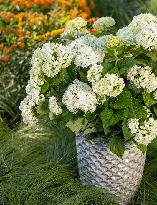 FlowerFull® Smooth Hydrangea (Hydrangea arb. 'Flowerfull')