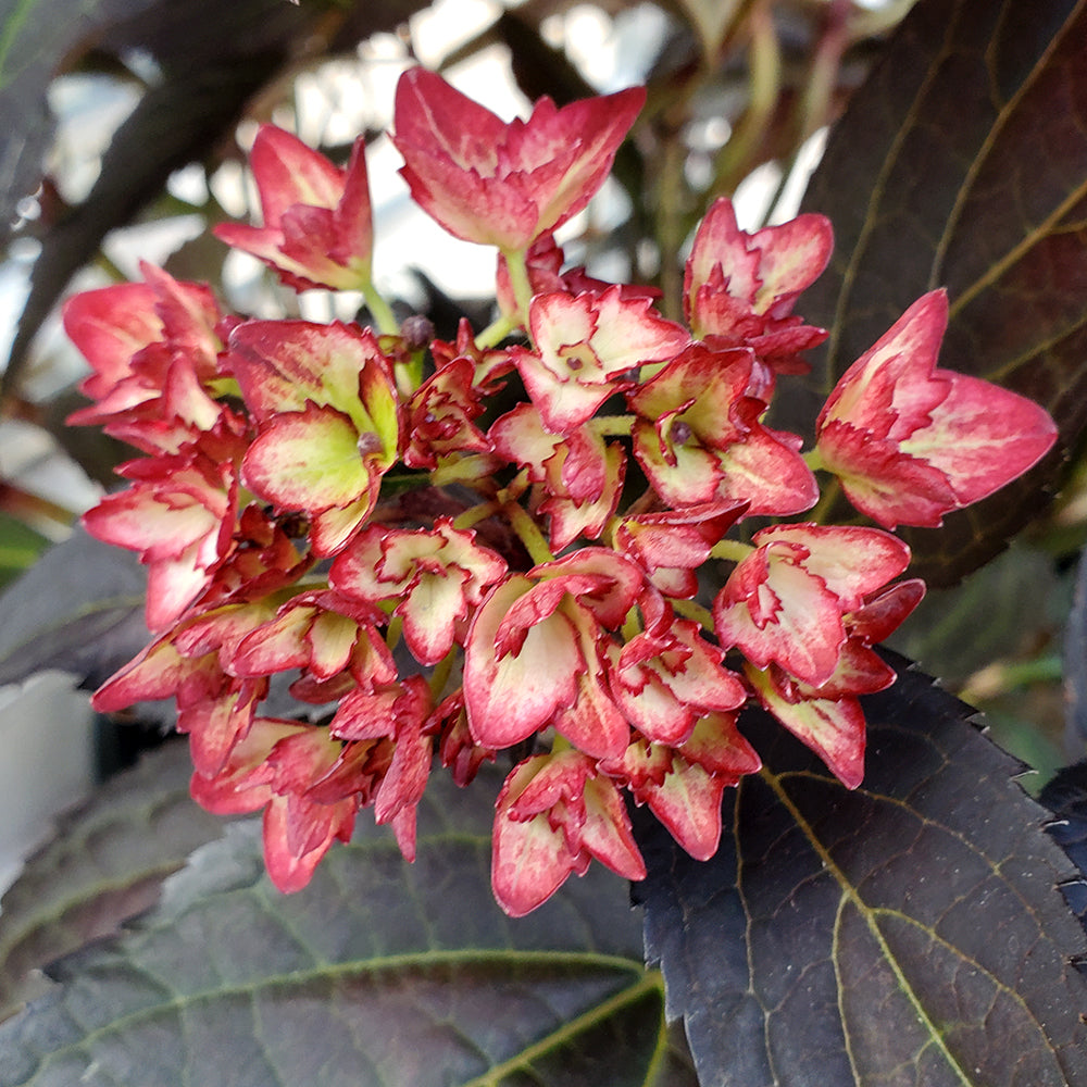 Eclipse Mophead Hydrangea (Hydrangea m 'Eclipse')