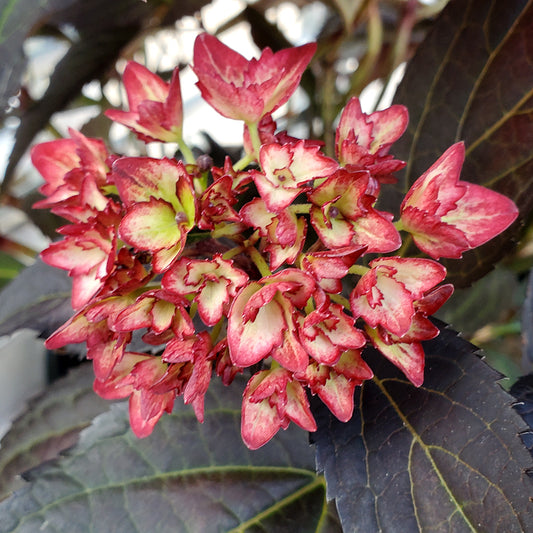 Eclipse Mophead Hydrangea (Hydrangea m 'Eclipse')