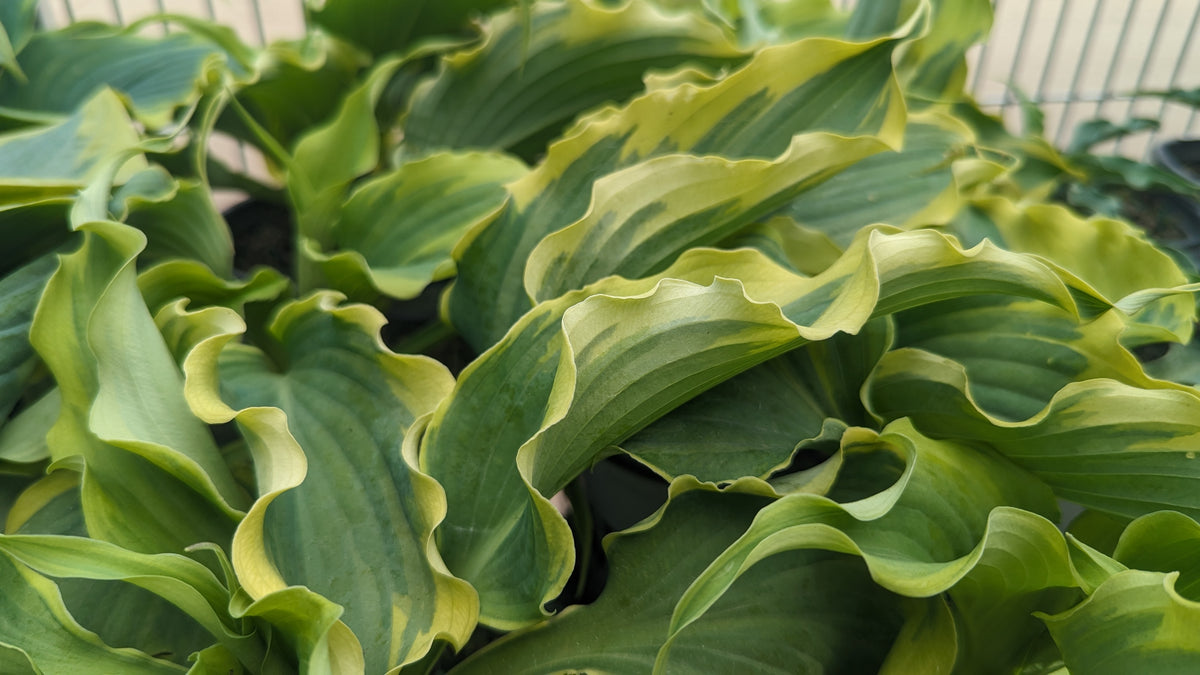 Shadowland® Voices in the Wind Hosta (Hosta 'Voices in the Wind')