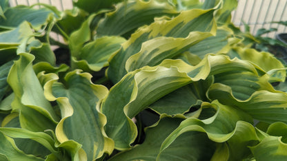 Shadowland® Voices in the Wind Hosta (Hosta 'Voices in the Wind')
