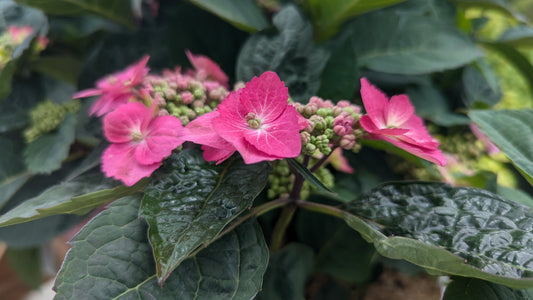 Tuff Stuff® Top Fun Hydrangea (Hydrangea m.s. 'Tuff Stuff Top Fun')