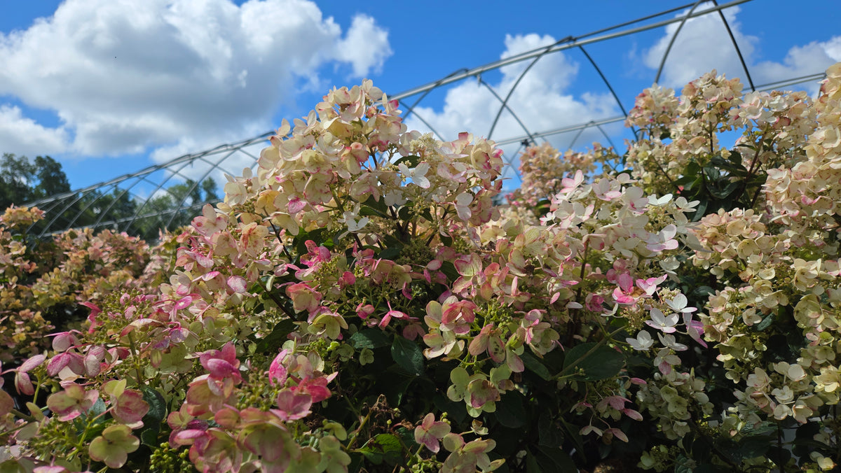 Pinky Winky Prime Panicle Hydrangea (Hydrangea pan. 'Pinky Winky Prime')
