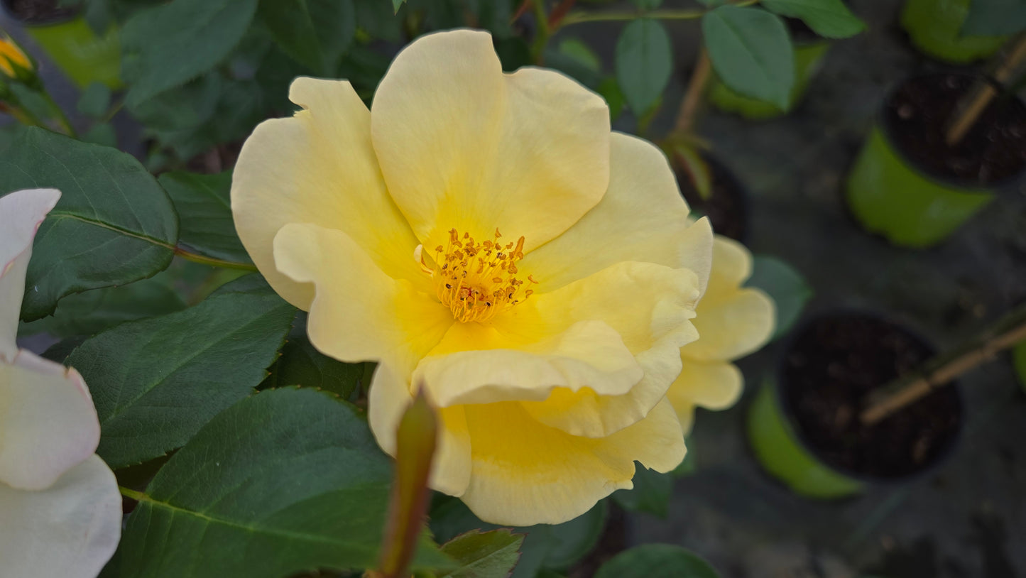 Easy Bee-zy™ Knock Out® | Rose