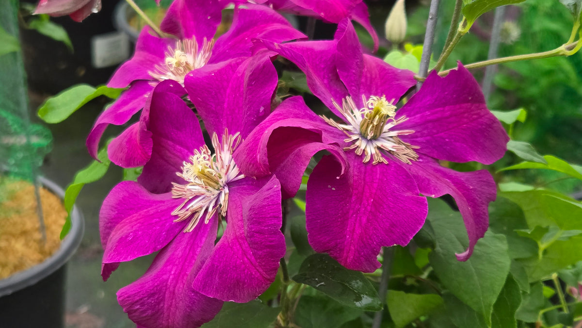 Rogue Cardinal Clematis (Clematis 'Rogue Cardinal')