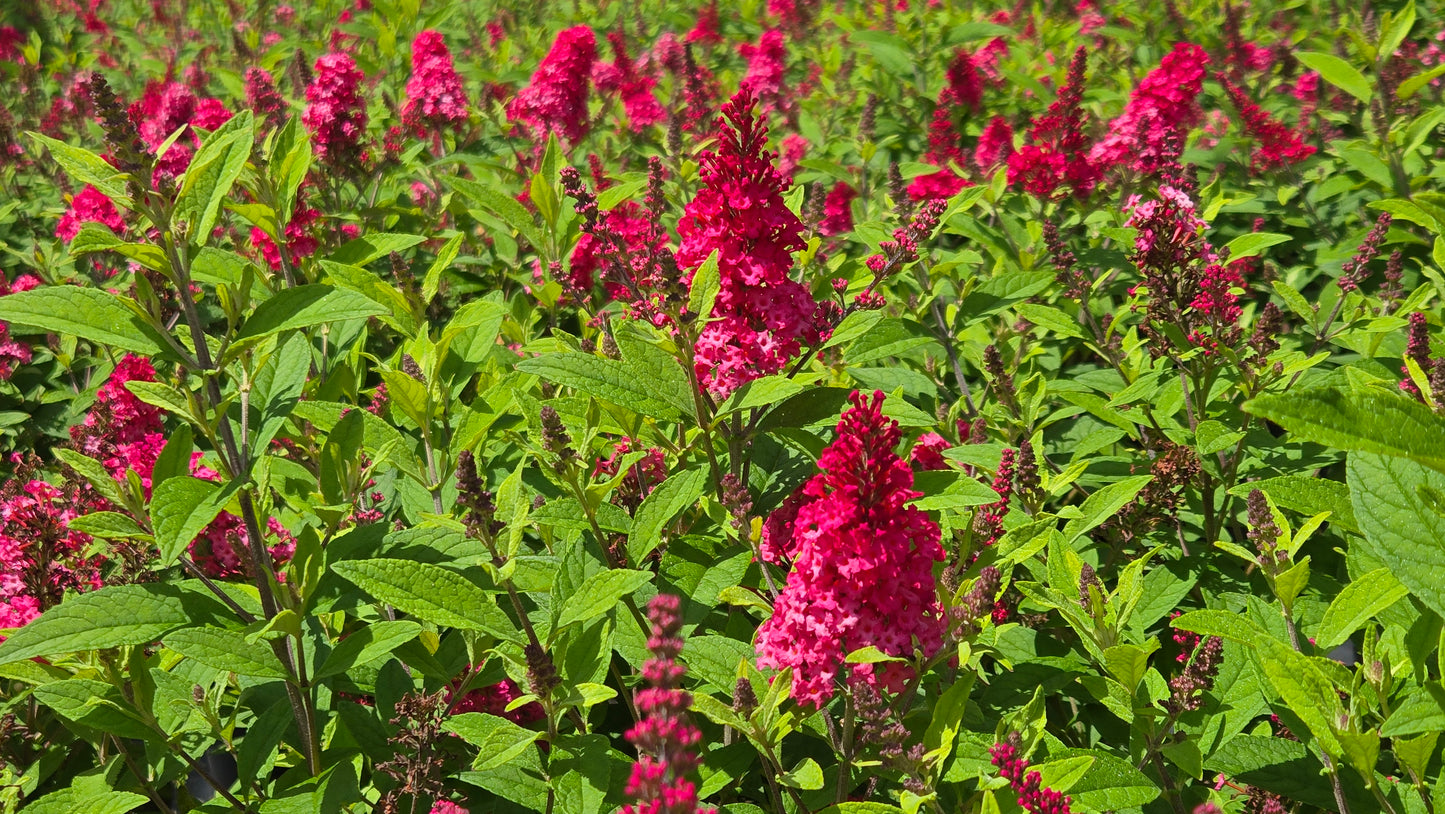 Butterfly Candy Lil Raspberry | Butterfly Bush