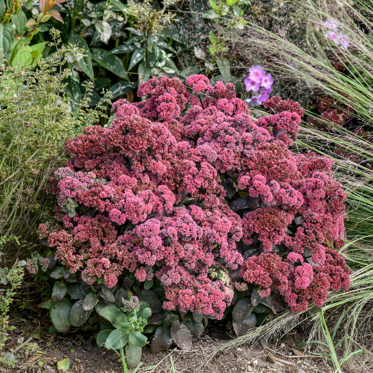 Rock 'N Grow® Midnight Velvet Stonecrop (Sedum telephium Rock 'N Grow® 'Midnight Velvet')