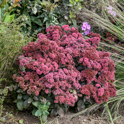Rock 'N Grow® Midnight Velvet Stonecrop (Sedum telephium Rock 'N Grow® 'Midnight Velvet')