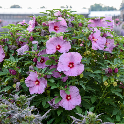 Summerific® Lilac Crush Hardy Hibiscus (Hibiscus summerific 'Lilac Crush')