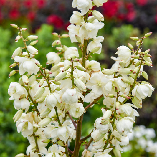Dragon Slayer Yucca (Yucca x 'Dragon Slayer')