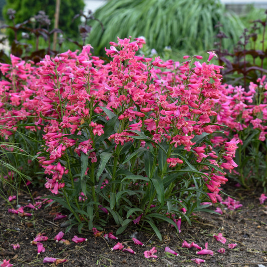 Bejeweled™ Pink Pearls Beardtongue (Penstemon bejeweled™ 'Pink Pearls')
