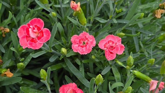 Everlast™ Peach Dianthus - photo 2