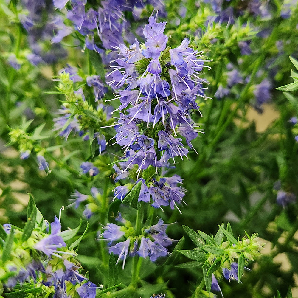 Nectar Ninja Hyssop (Hyssopus officinalis 'Nectar Ninja')