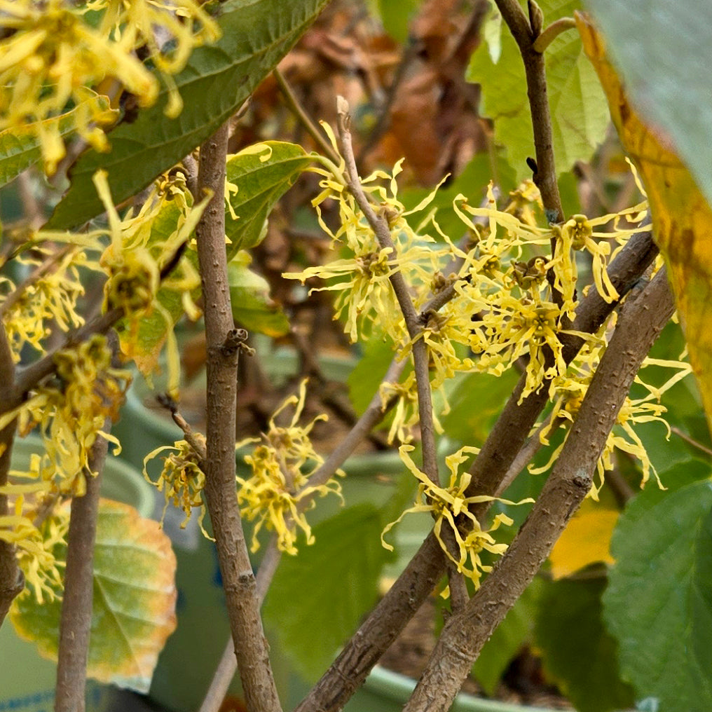 American Witch Hazel