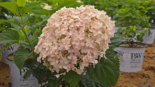 Invincibelle Wee White® Smooth Hydrangea (Hydrangea arb. invincibelle 'Wee White')