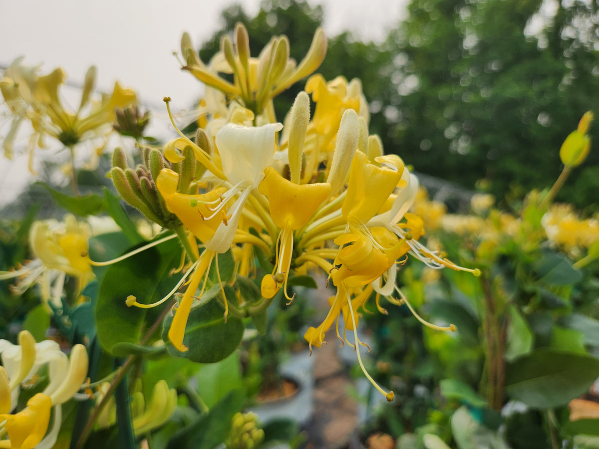Scentsation Honeysuckle (Lonicera peric. 'Scentsation')