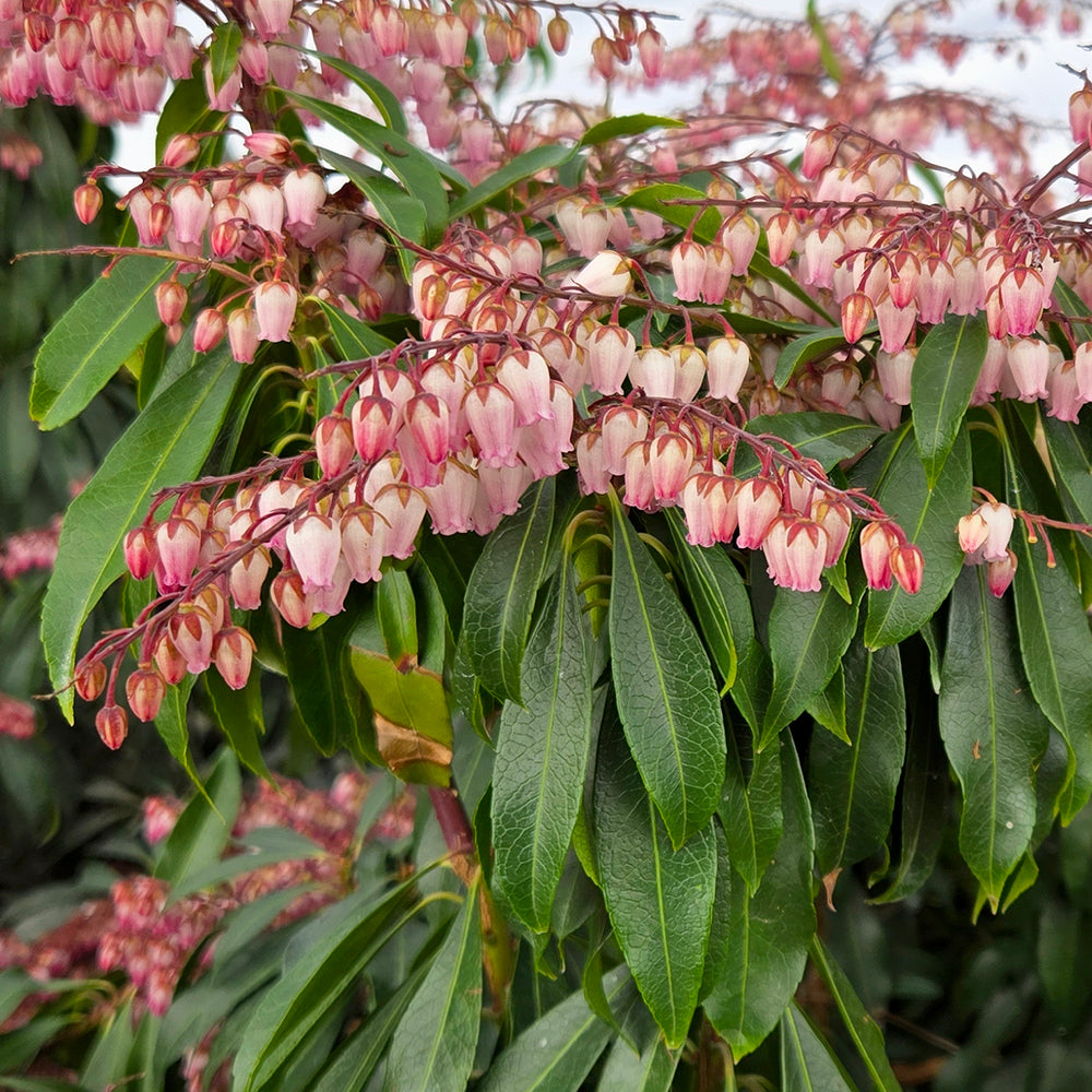 Katsura | Japanese Andromeda